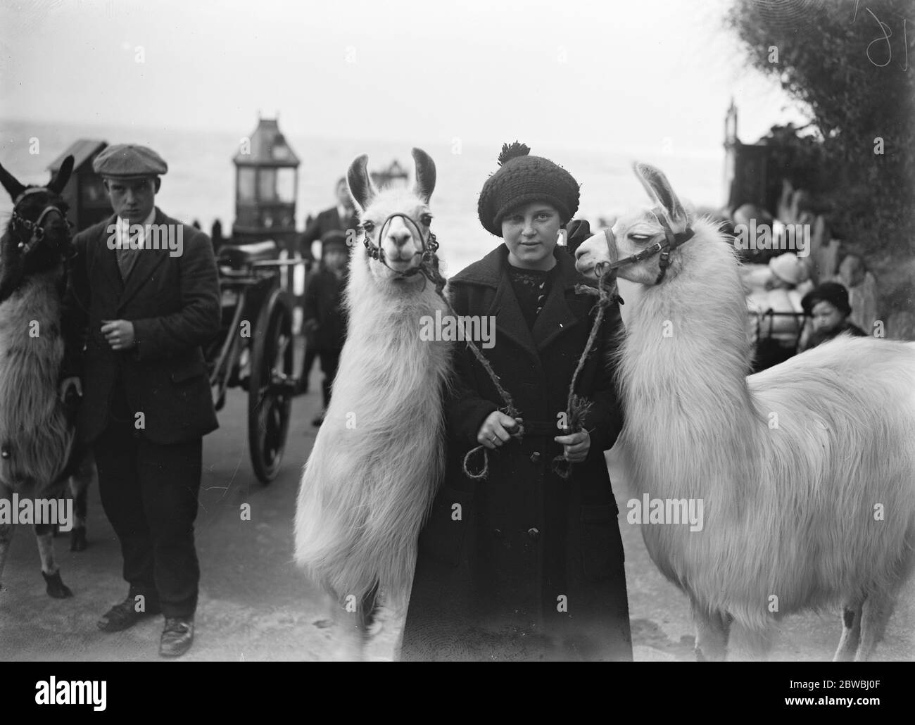 Llamas and Alpacas on the beach at Folkestone . 8 May 1920 Stock Photo