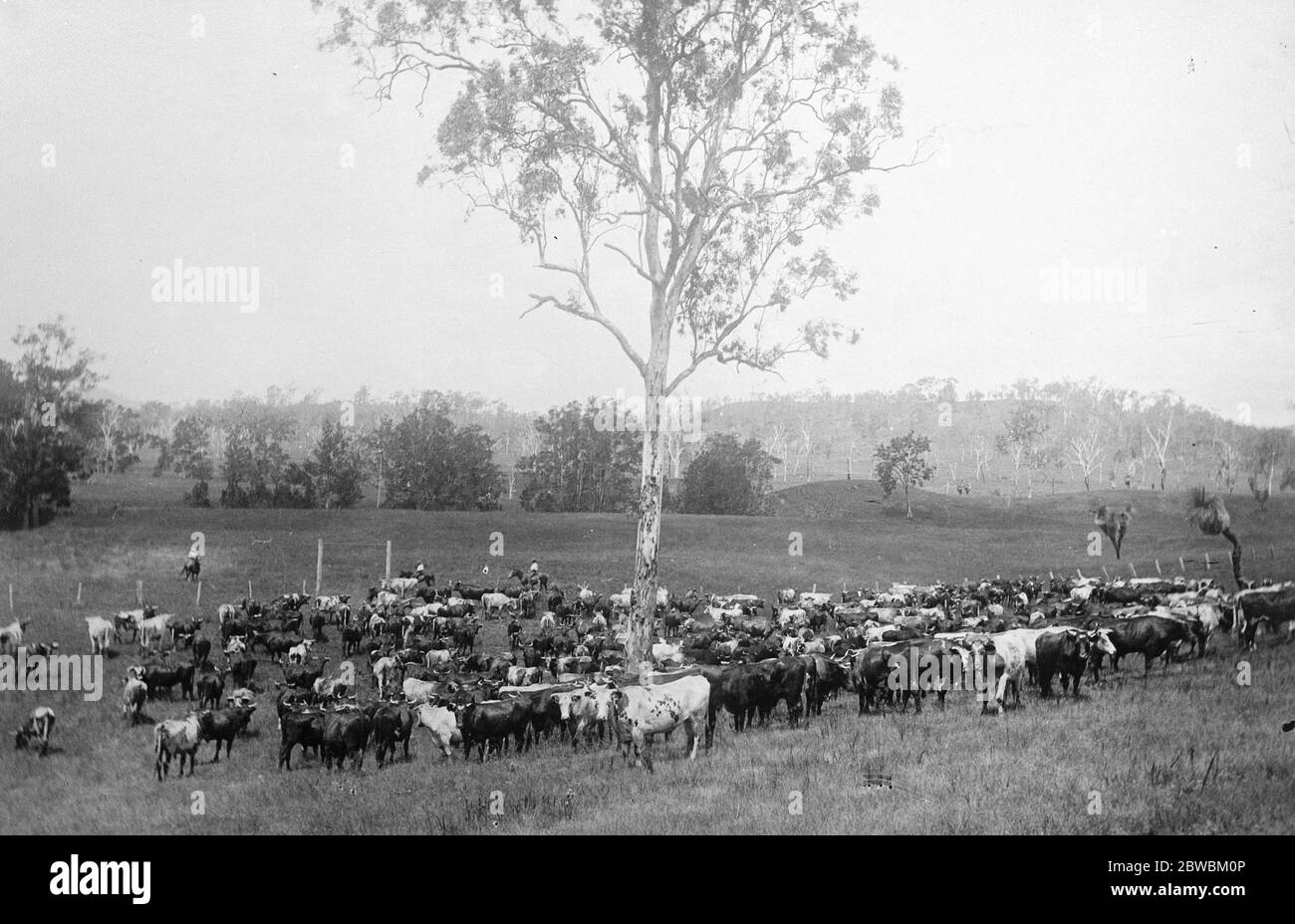 Mob of store cattle at Brisbane . 23 March 1923 Stock Photo