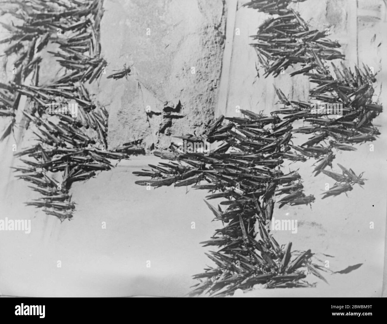 Farmers grim fight with huge clouds of locusts . Flourishing crops destroyed in the Western Transvaal Transvaal farmers are waging desperate battle with swarms of flying locusts which have invaded their crops from the desert wastes of the Kalahari Desert and the South West protectorats 22 May 1923 Stock Photo