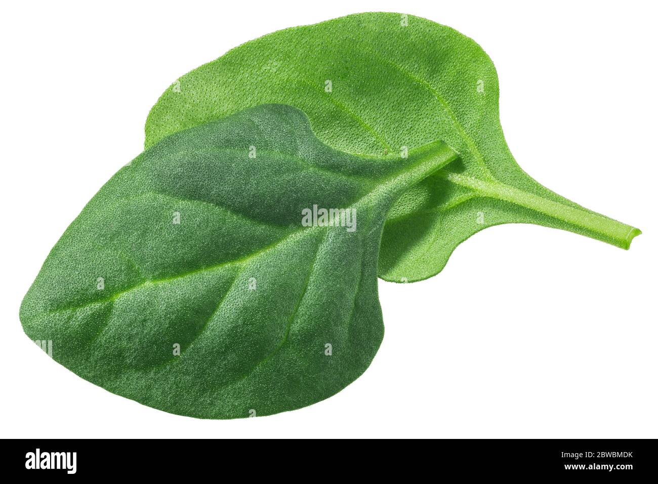 New Zealand Spinach leaves (Tetragonia tetragonoides foliage) isolated, top view Stock Photo