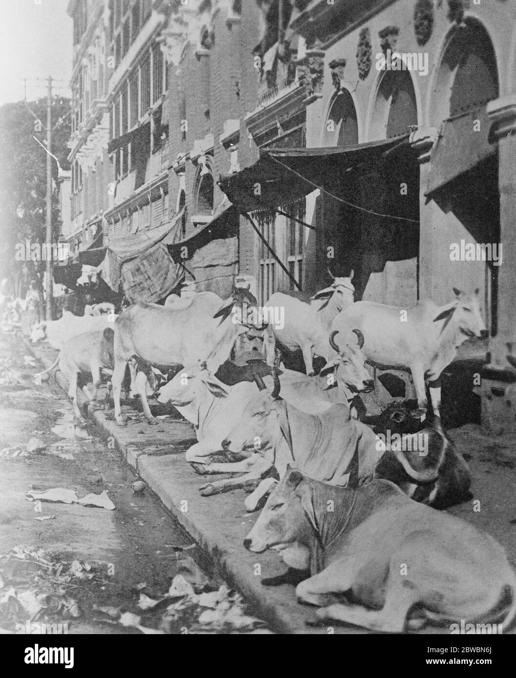 Sacred Cattle Sleep on the Pavements in West Bengal This remarkable phot shows sacred cattle sleeping on the pavement in Calcutta . The beastsare allowed to wonder through the shopsand bazaars , the police and Goverment being forced to defer to Hindu relgious feeling in the matter  20 May 1922 Stock Photo