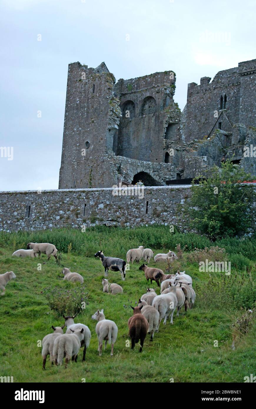 Sheeps with the Rock of Cashel in the background, Near to Cashel in Ireland Stock Photo