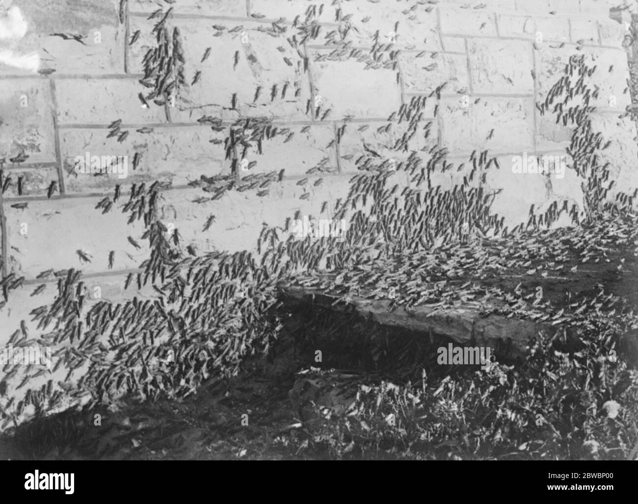 Farmers grim fight with huge clouds of locusts . Flourishing crops destroyed in the Western Transvaal Locusts clinging to the walls of a house in Johannesburg 22 May 1923 Stock Photo