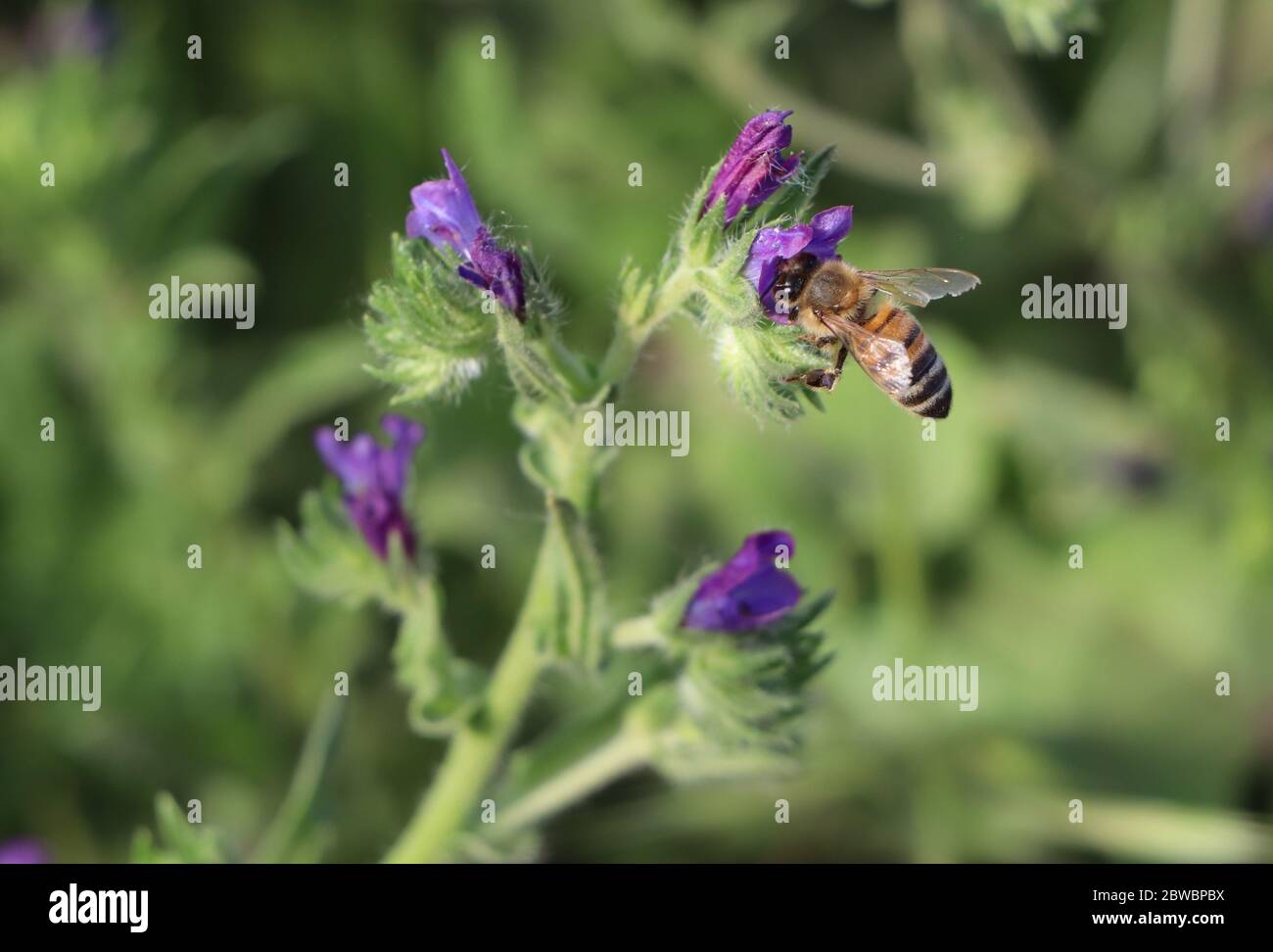 bee on flower Stock Photo
