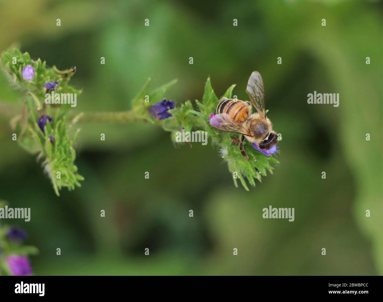 bee on flower Stock Photo
