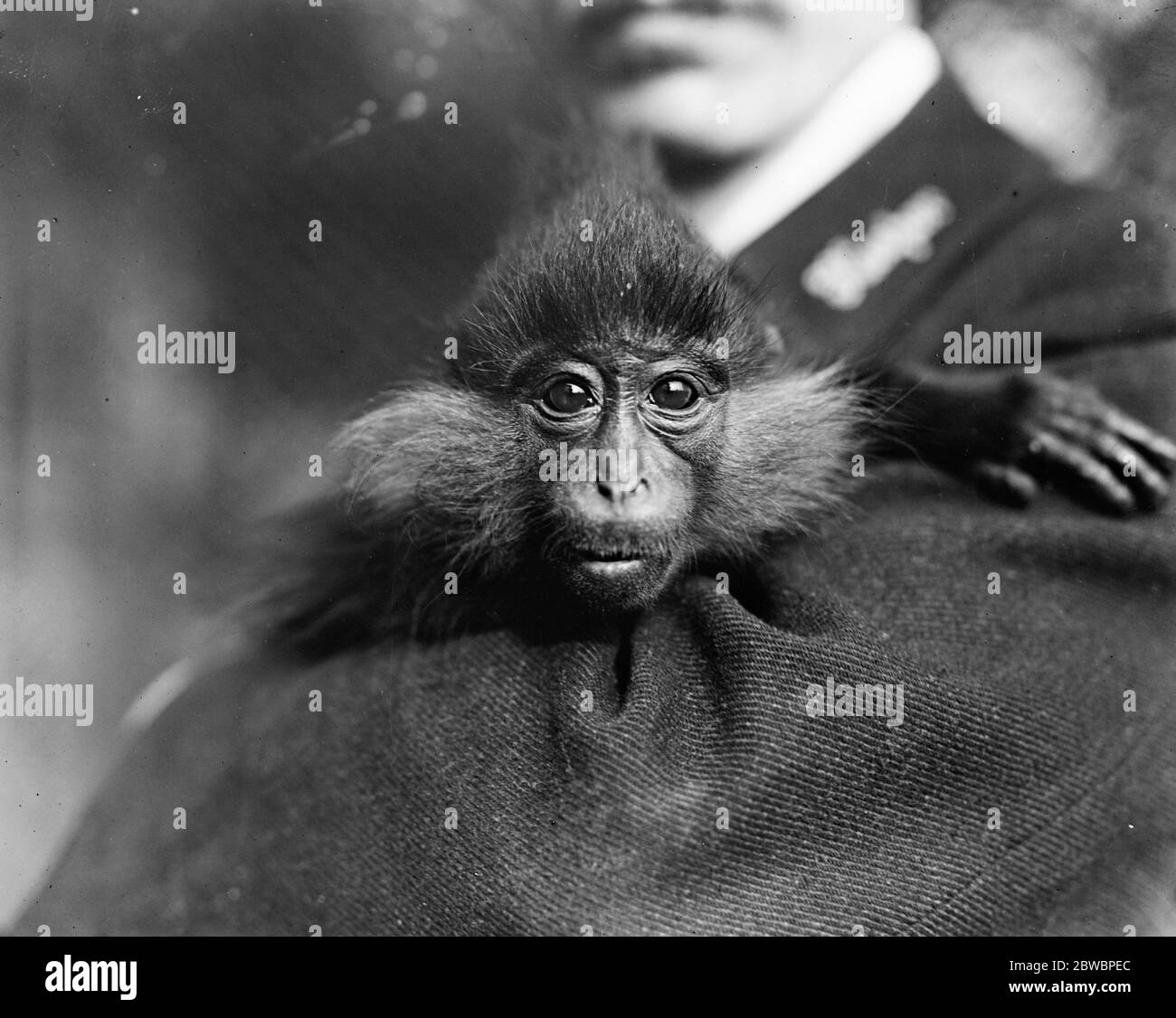 The all black mangabey monkey at the zoo . 19 September 1919 Stock Photo