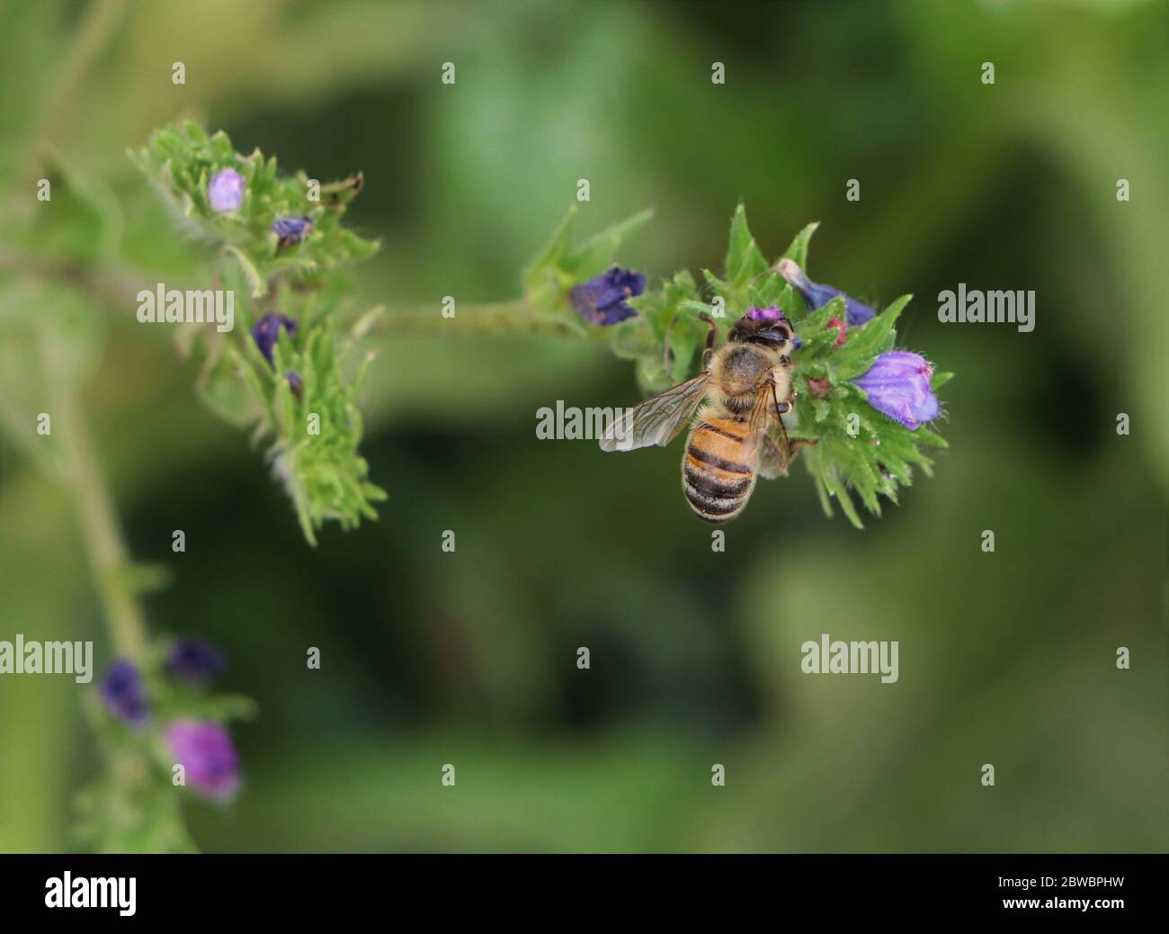 Worker european honey bee hi-res stock photography and images - Alamy