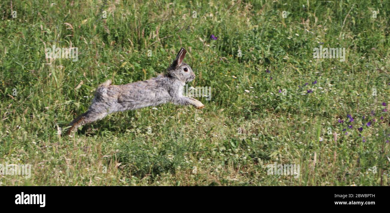 rabbit running in the park Stock Photo