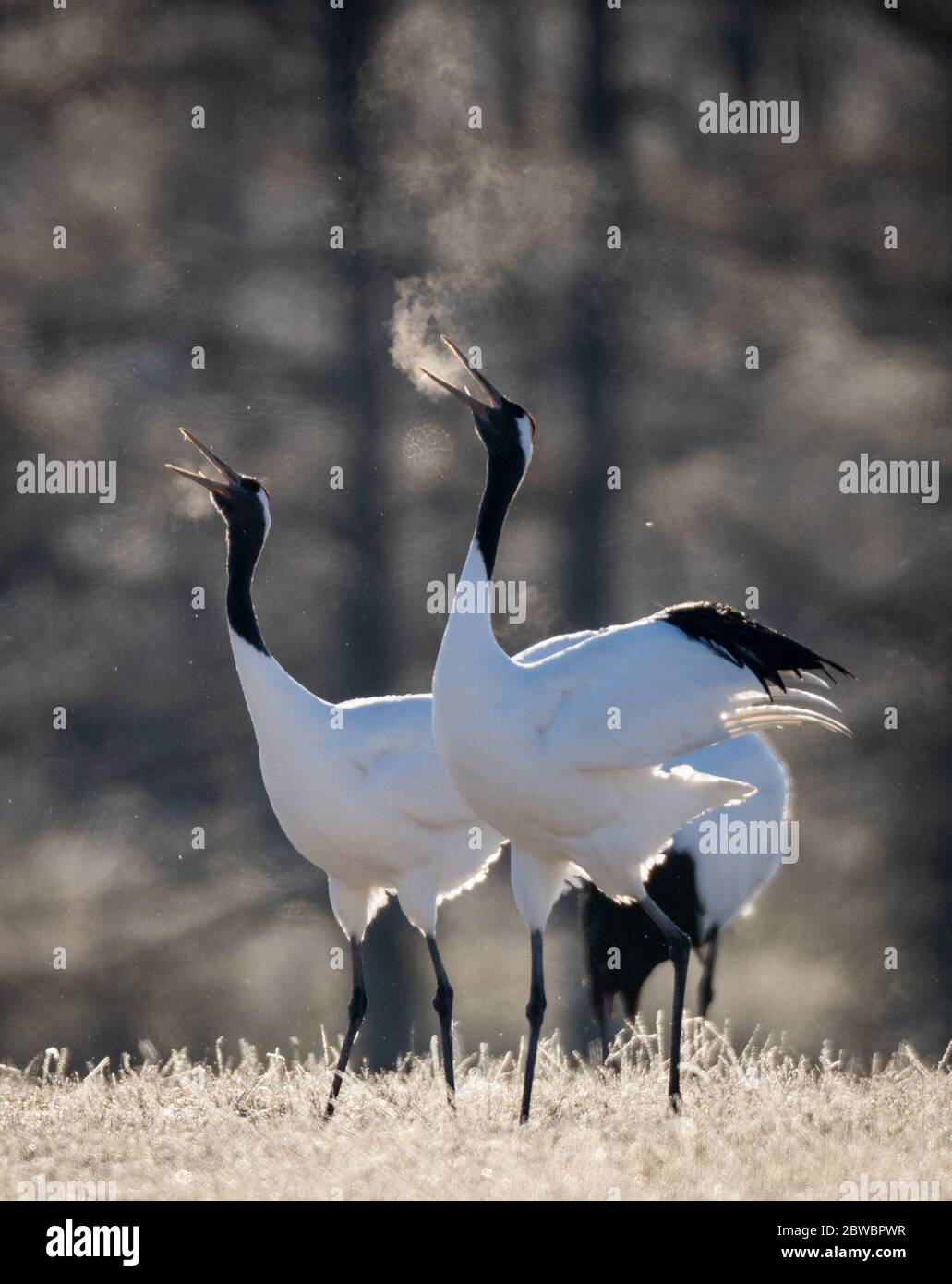 Two red-crowned cranes dancing ritual marriage dance and breathing in cold at Tsurui Ito Tancho Crane Sanctuary in Hokkaido, Japan Stock Photo