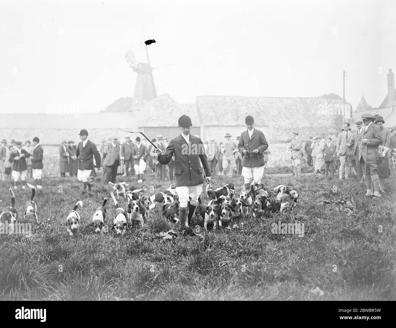 Brighton foot beagles hold meet at the kennels , West Blatchington . Hounds arriving at the meet . 3 October 1925 Stock Photo