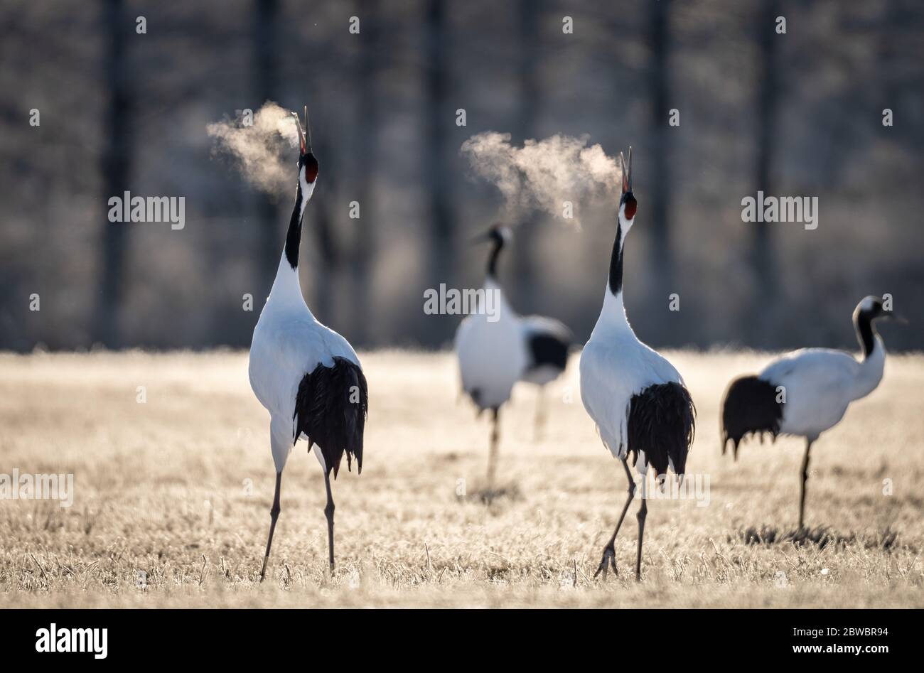 Group of red-crowned cranes dancing ritual marriage dance and breathing in cold at Tsurui Ito Tancho Crane Sanctuary in Hokkaido, Japan Stock Photo