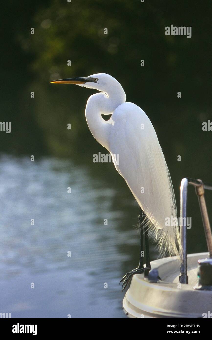 A  Great Egret or American Egret (Ardea alba), Florida Everglades, USA Stock Photo