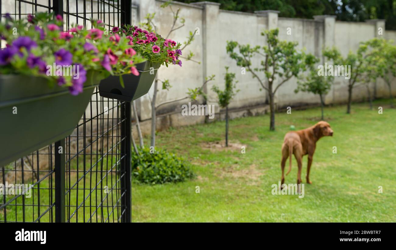 Beautiful pink and purple mini petunia hanging baskets decorating a dog kennel in a garden. Stock Photo