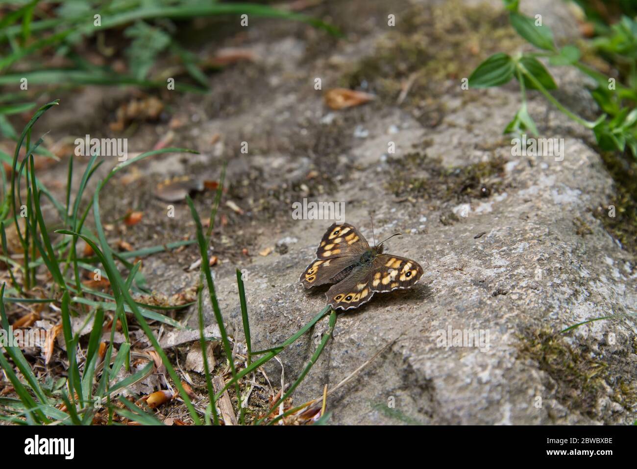 5015 Painted Lady Butterfly Stock Photos  Free  RoyaltyFree Stock  Photos from Dreamstime