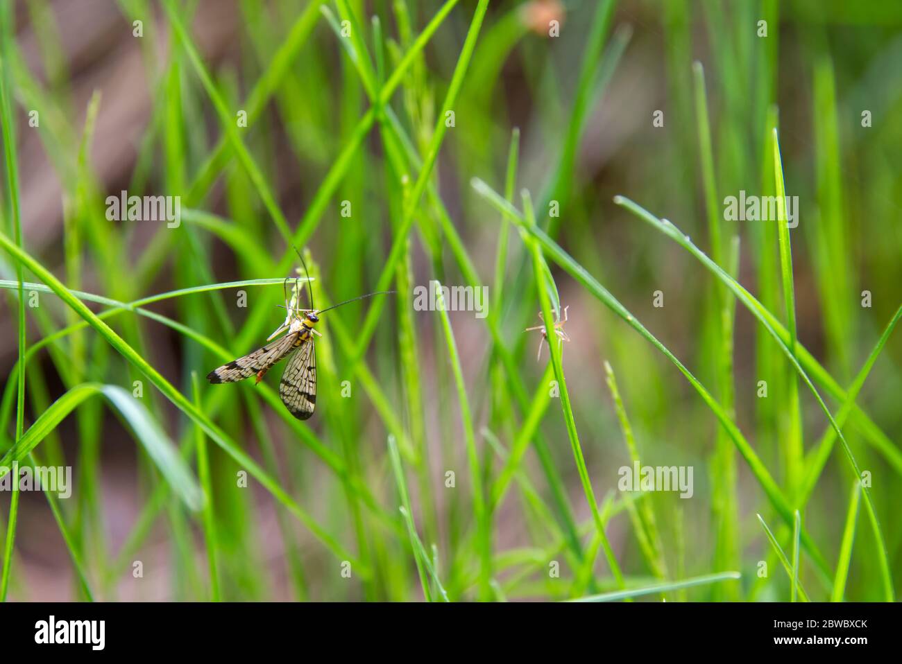 Multicolored mosquito, spring insects on a green grass background Stock Photo