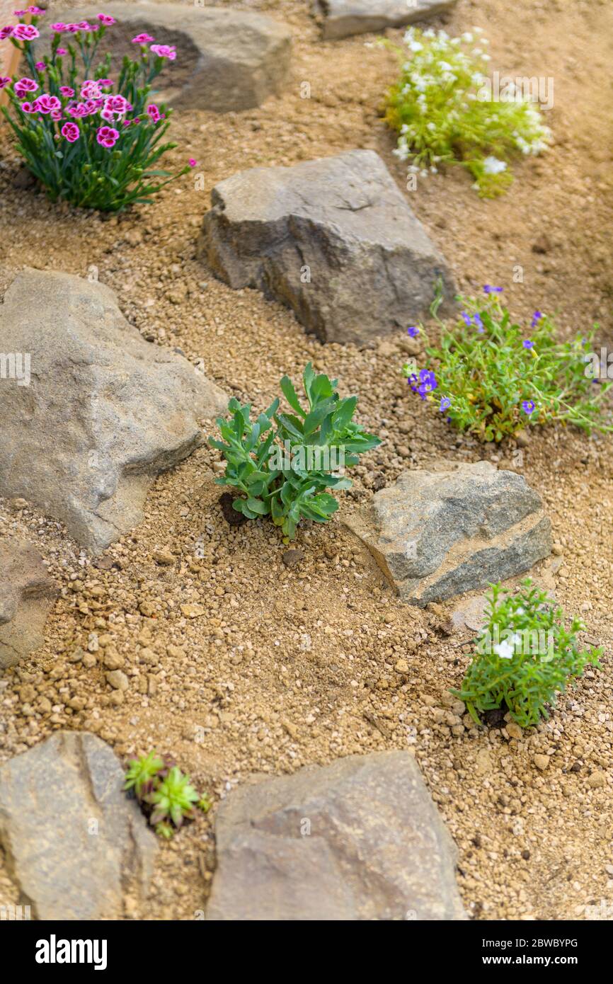 Newly planted rockery garden. Rock garden background with sedum, dianthus, phlox and succulent rossete flowers. Stock Photo