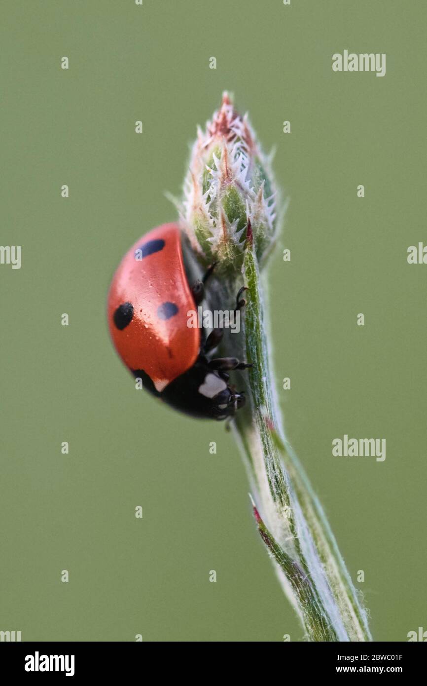 Macro close-up of a ladybug or ladybird beetle (Coccinellidae) on green flower bud Stock Photo