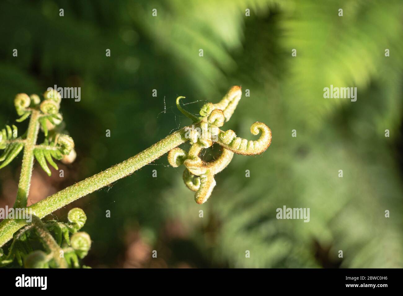 A fern in the sunlight with a green blurry background Stock Photo