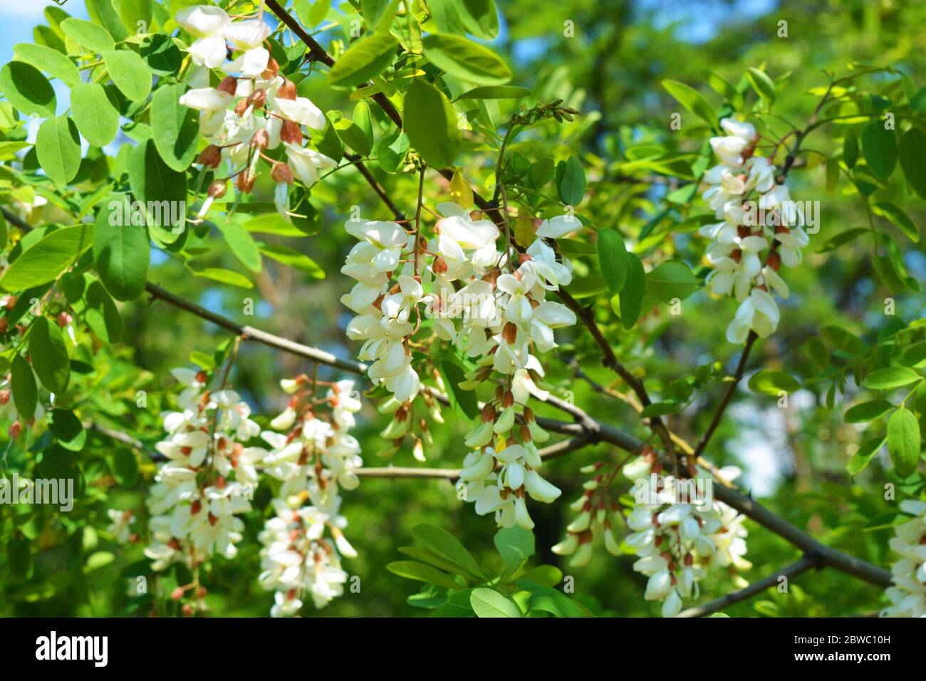 Bright colorful clusters of white flowers with green small leaves blossoming on an acacia tree. Natural nature, beautiful trees and flowers that are i Stock Photo