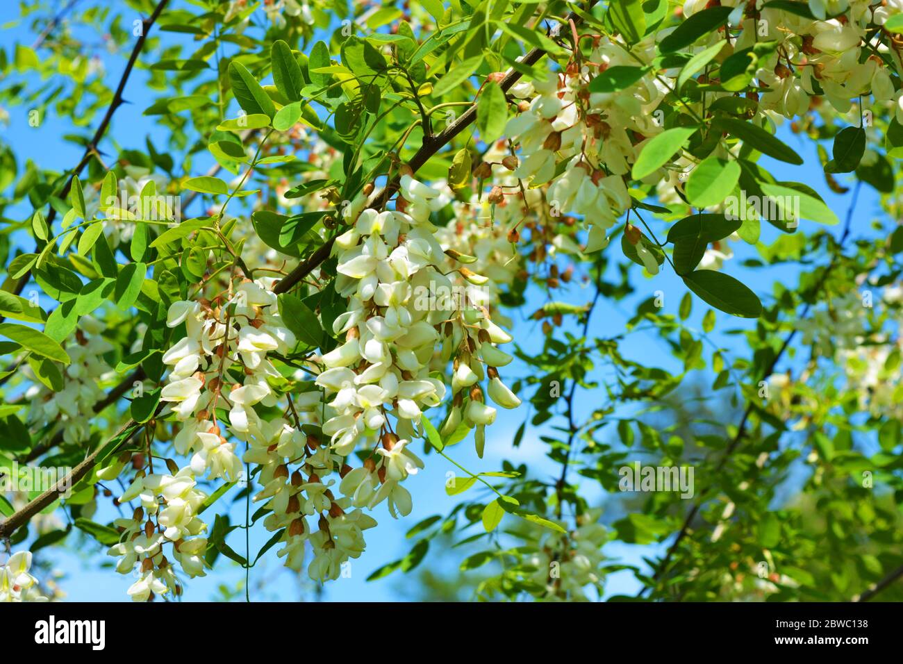 Bright colorful clusters of white flowers with green small leaves blossoming on an acacia tree. Natural nature, beautiful trees and flowers that are i Stock Photo