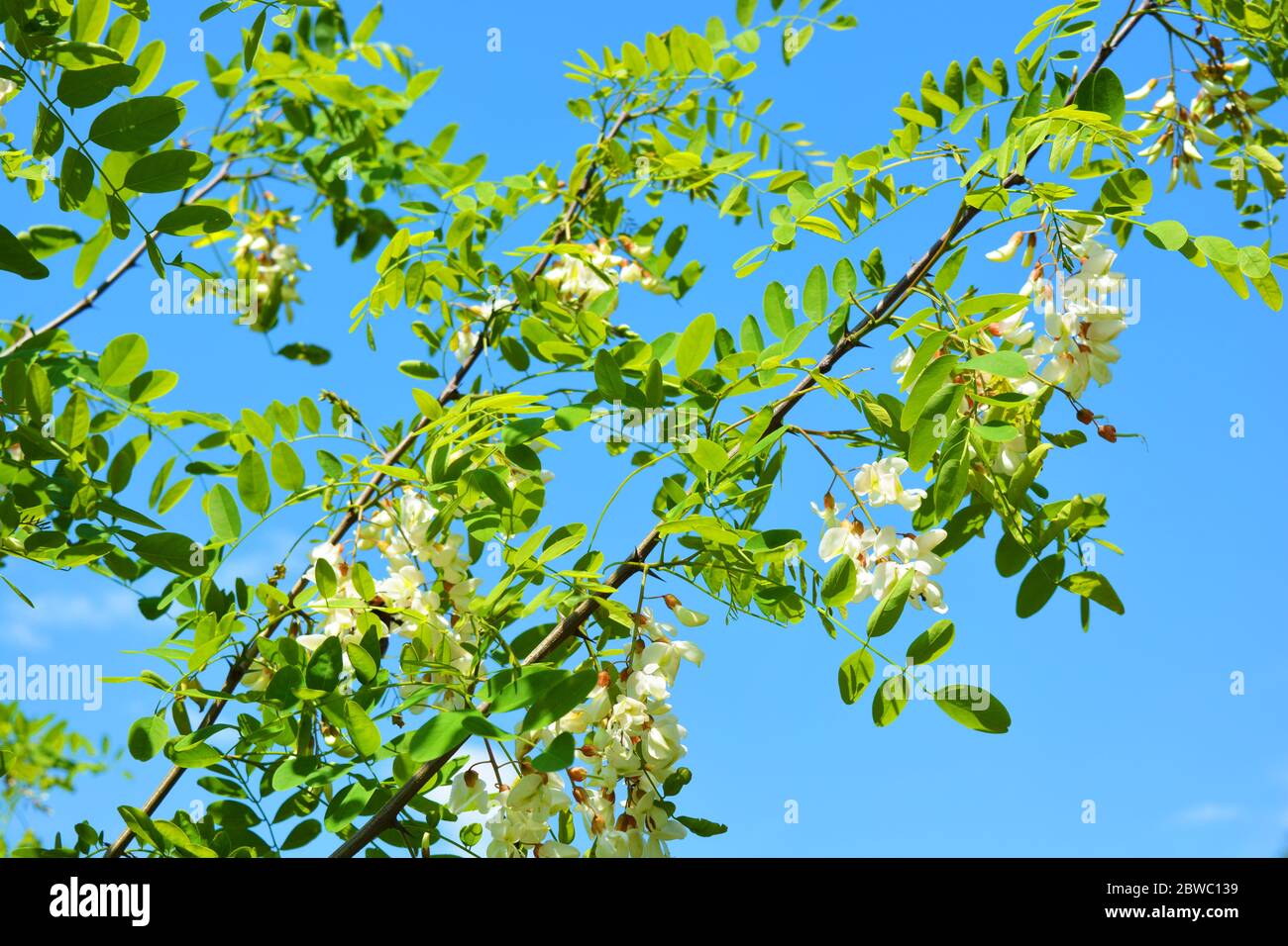 Bright colorful clusters of white flowers with green small leaves blossoming on an acacia tree. Natural nature, beautiful trees and flowers that are i Stock Photo