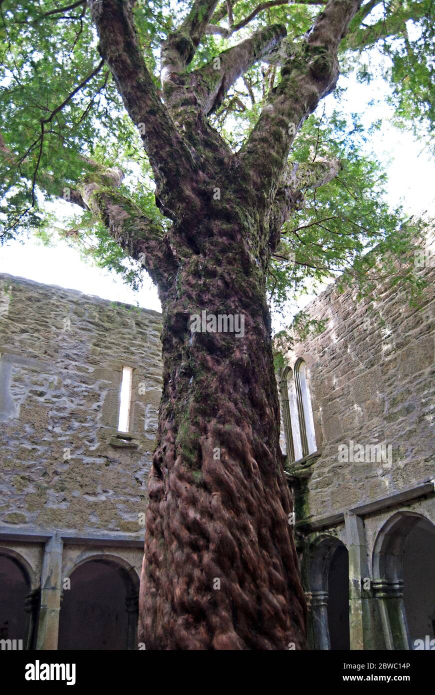 The tree inside the Muckross abbey, Ireland Stock Photo