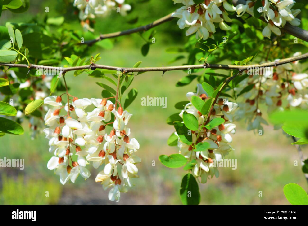 Bright colorful clusters of white flowers with green small leaves