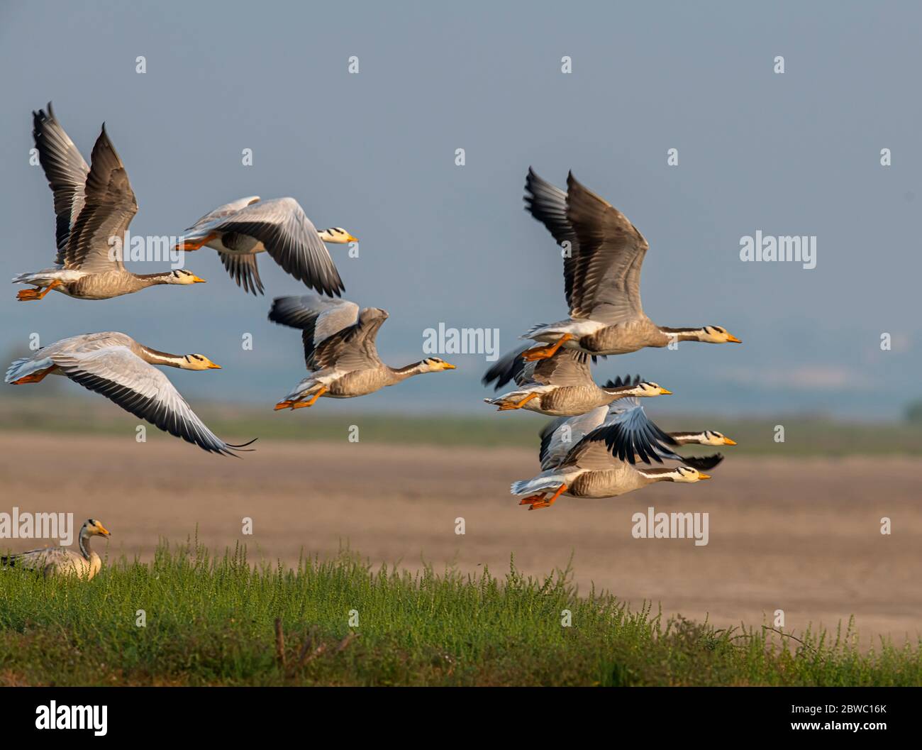 Bar-headed goose-A visual treat, A fascinating iconic bird that keeps ...