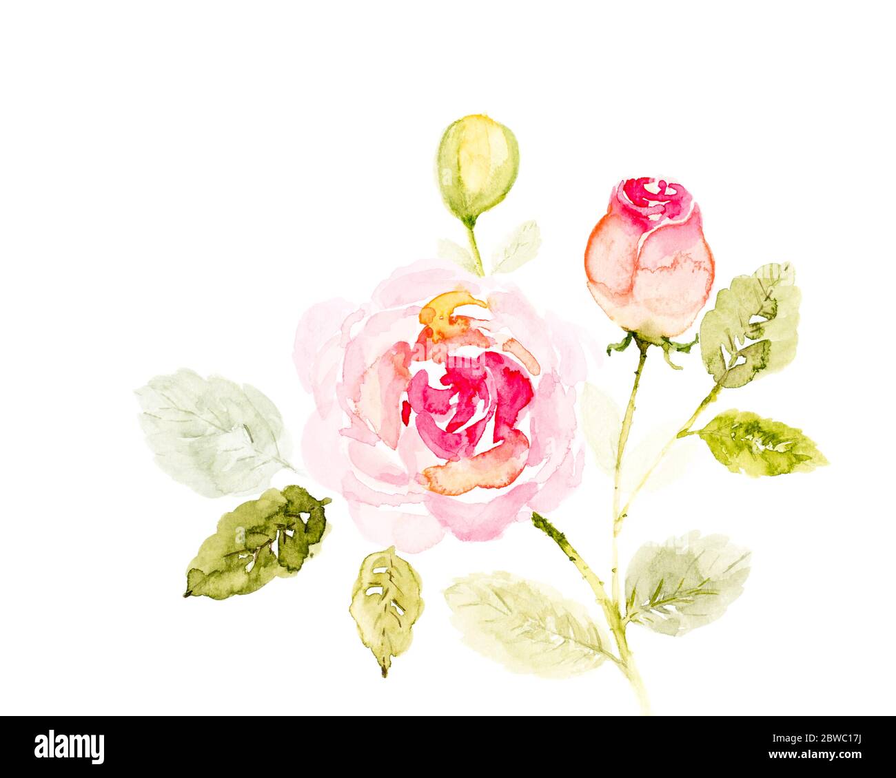 Hand painted watercolor bouquet flowers on a white background. Rose ...