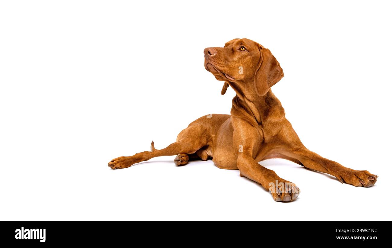 Beautiful hungarian vizsla dog full body studio portrait. Dog lying down and looking to the side over white background. Stock Photo