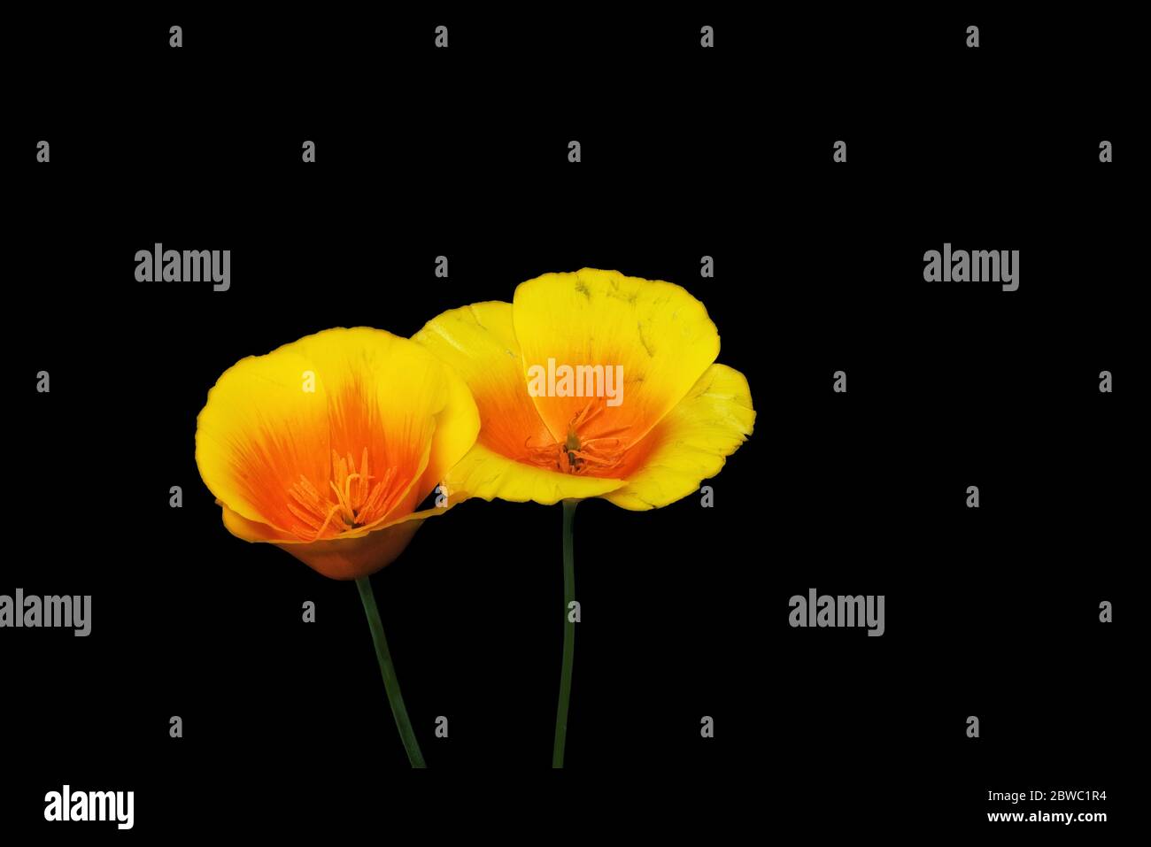 color top view macro of a pair of open golden California poppy blooms with stem in vintage painting style on black background Stock Photo