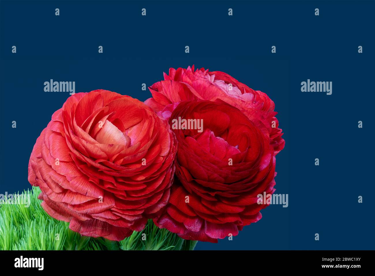 Red buttercup bouquet macro on green grass and blue background with detailed texture Stock Photo