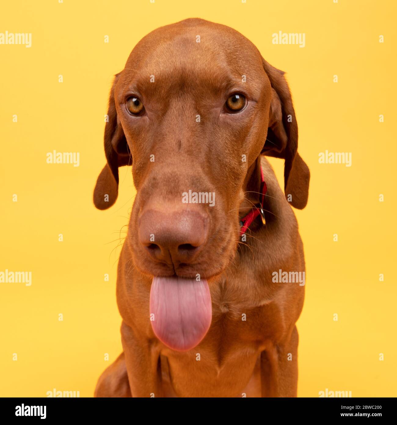 Funny hungarian vizsla dog headshot with tongue out front