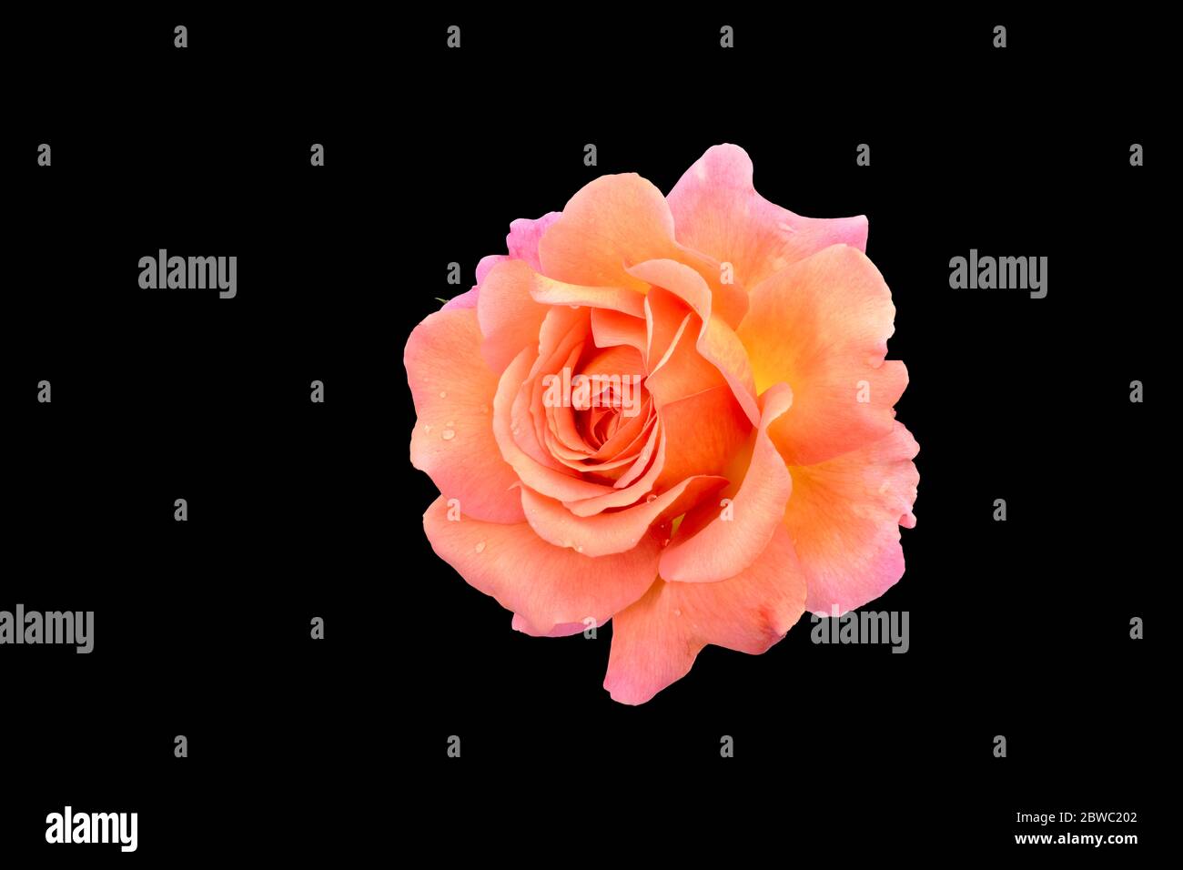 macro of an orange pink rose blossom on black background, bright colored fine art still life,single isolated bloom,detailed texture,rain drops Stock Photo