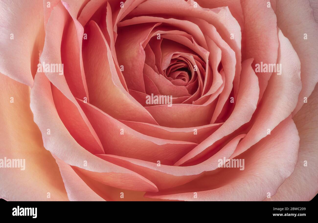 wide open orange pink rose blossom inner heart macro,fine art still life pastel color close-up of a single bloom with detailed petal texture Stock Photo