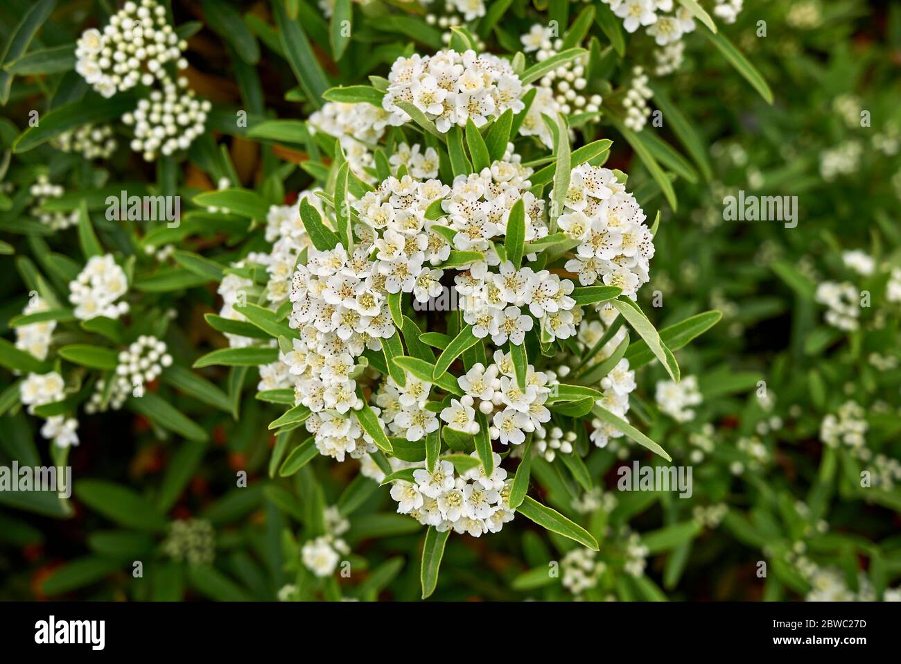 Pyracantha angustifolia in bloom Stock Photo