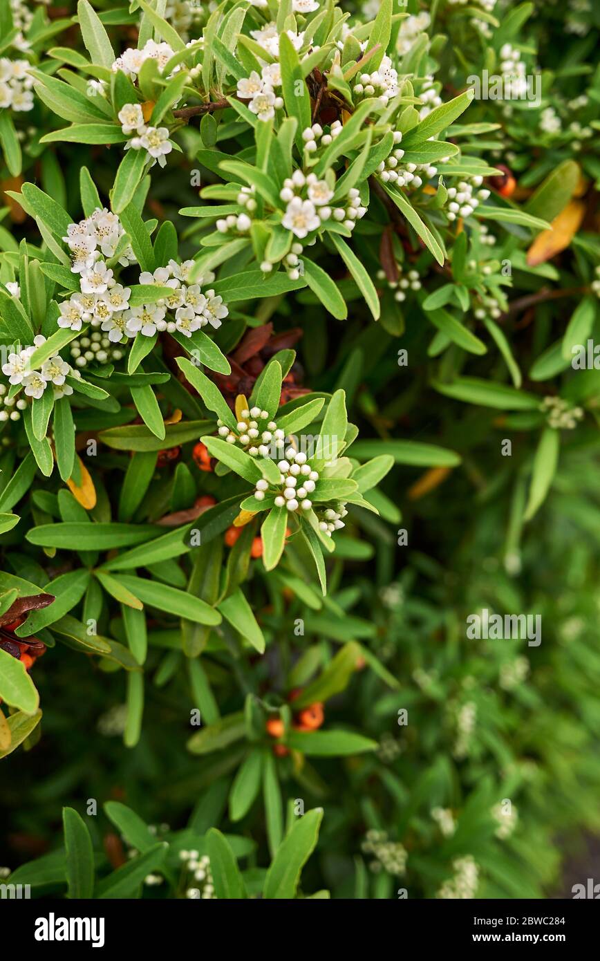Pyracantha angustifolia in bloom Stock Photo