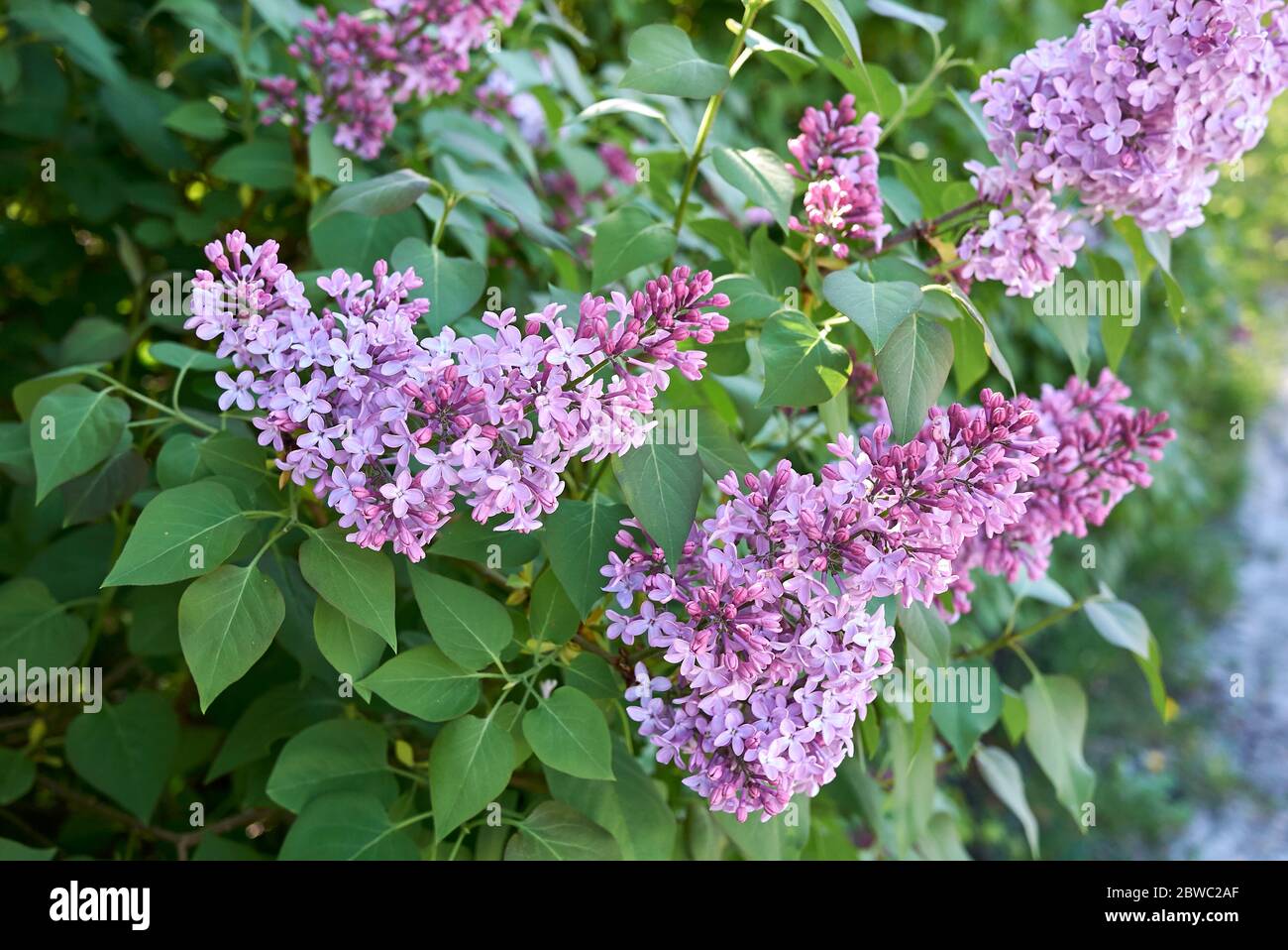 Syringa vulgaris in bloom Stock Photo - Alamy