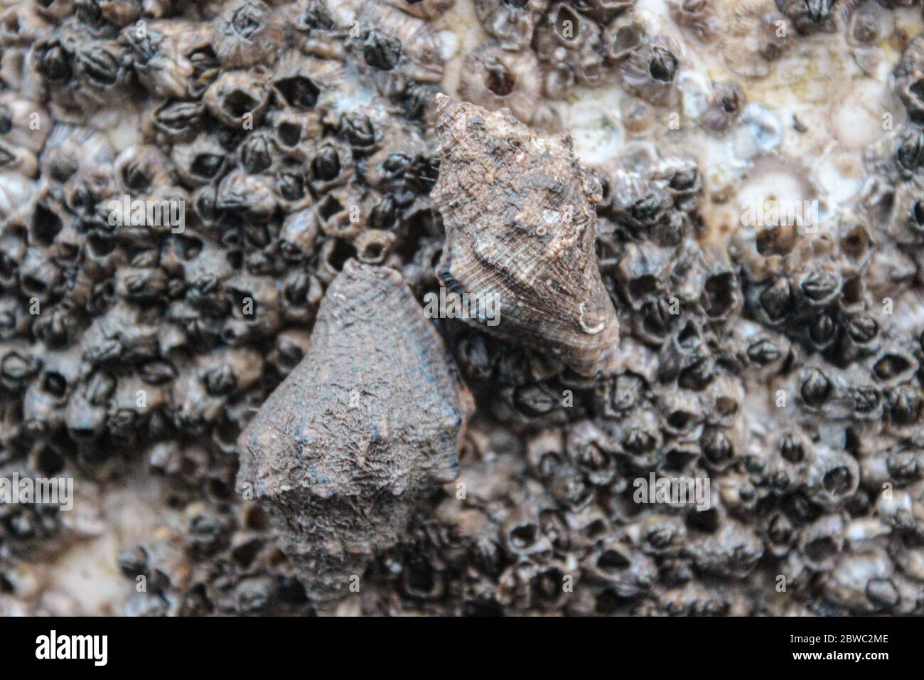 two old snail shells are stuck on a rock full of crustaceans Stock Photo