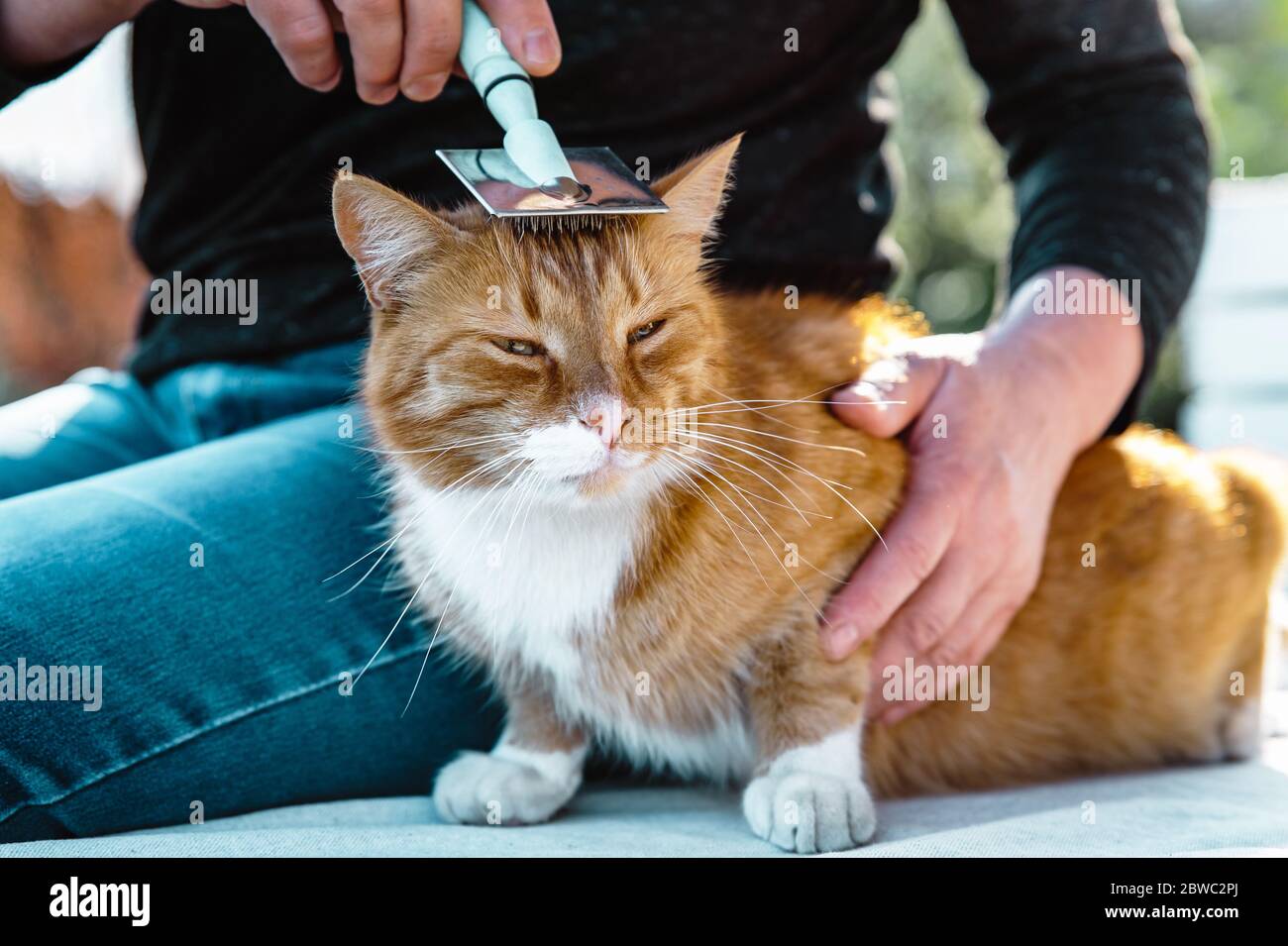 Person grooming ginger cat, combing ginger cat with a brush. Woman