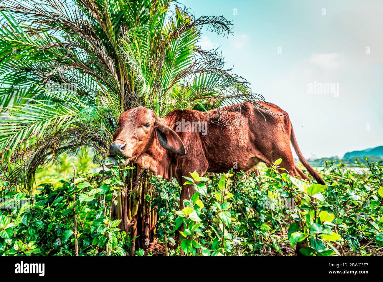 The cow eating leaves standing in bushes Stock Photo Alamy