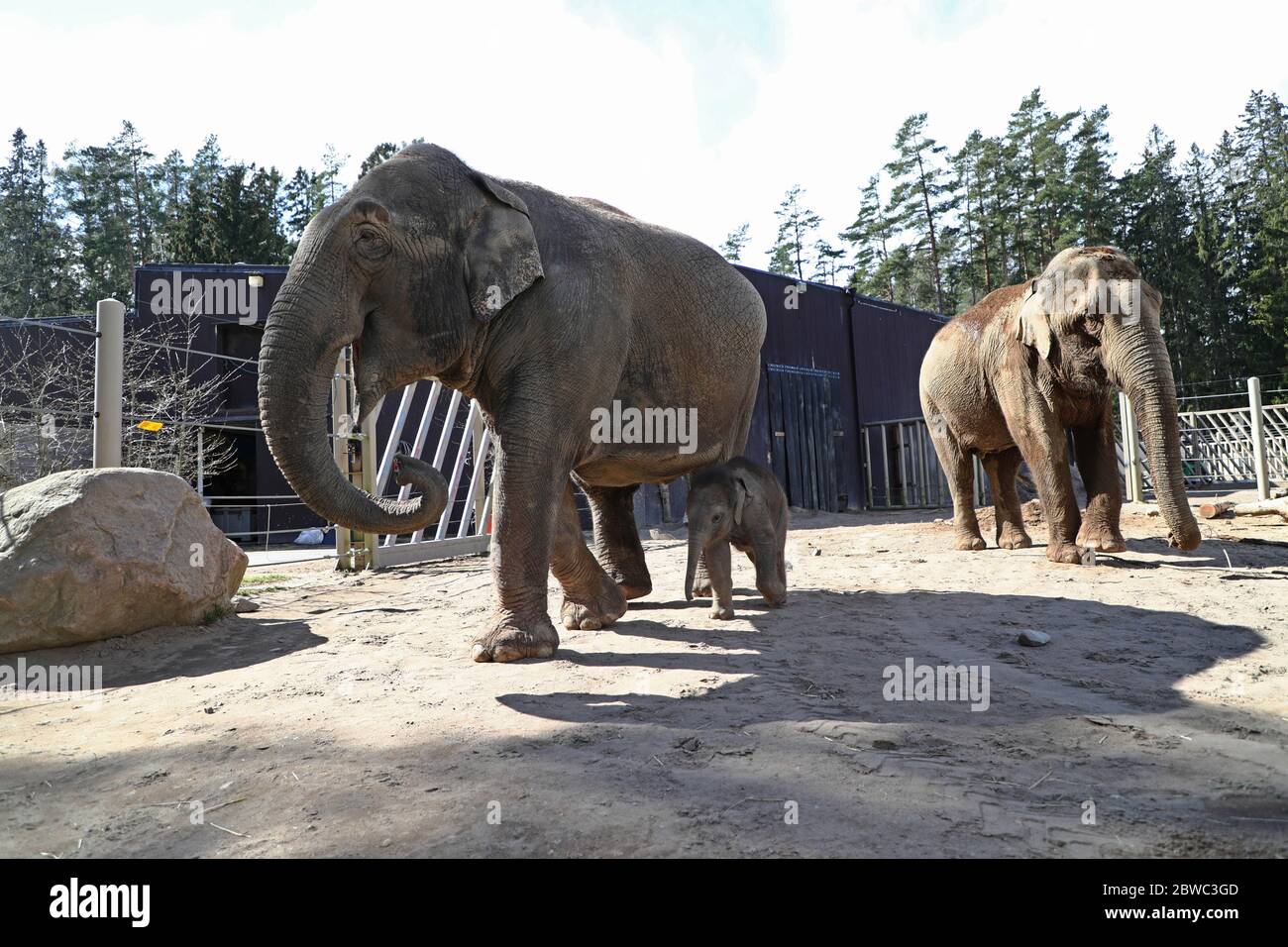 kolm-rdens-djurpark-sweden-hi-res-stock-photography-and-images-alamy