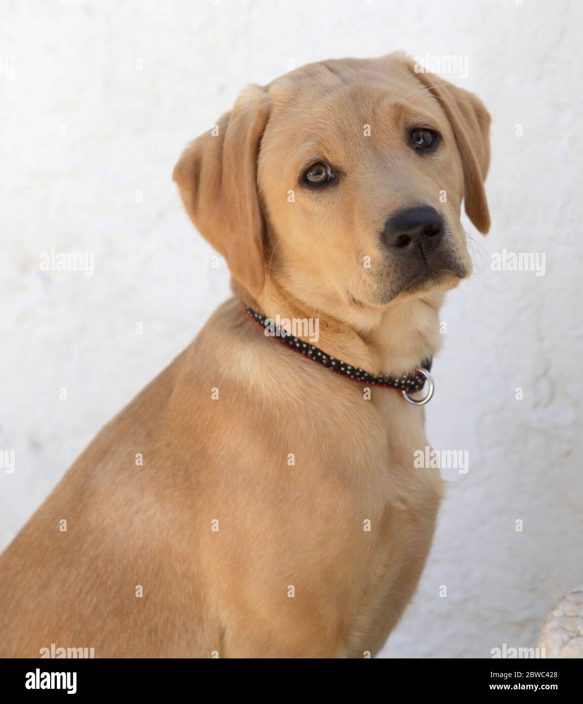 A 13 week old Fox Red Labrador Retriever female puppy sits in a garden during training in London, Britain May 31, 2020. Photograph John Voos Stock Photo