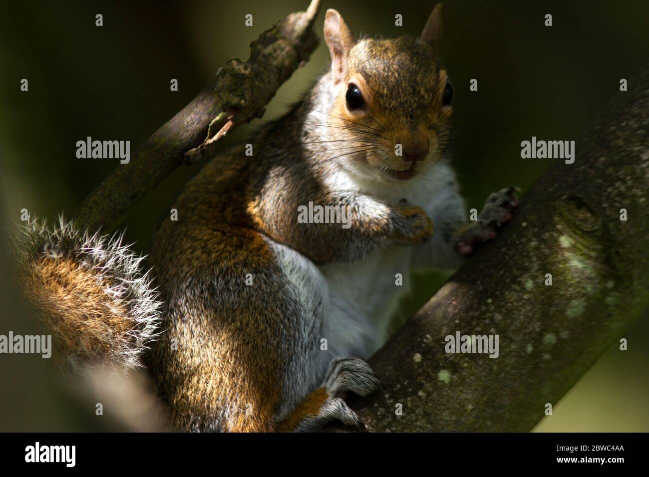 The Grey Squirrel is native to North America and since its introduction to the British Isles it has virtually eradicated the native Red Squirrel Stock Photo