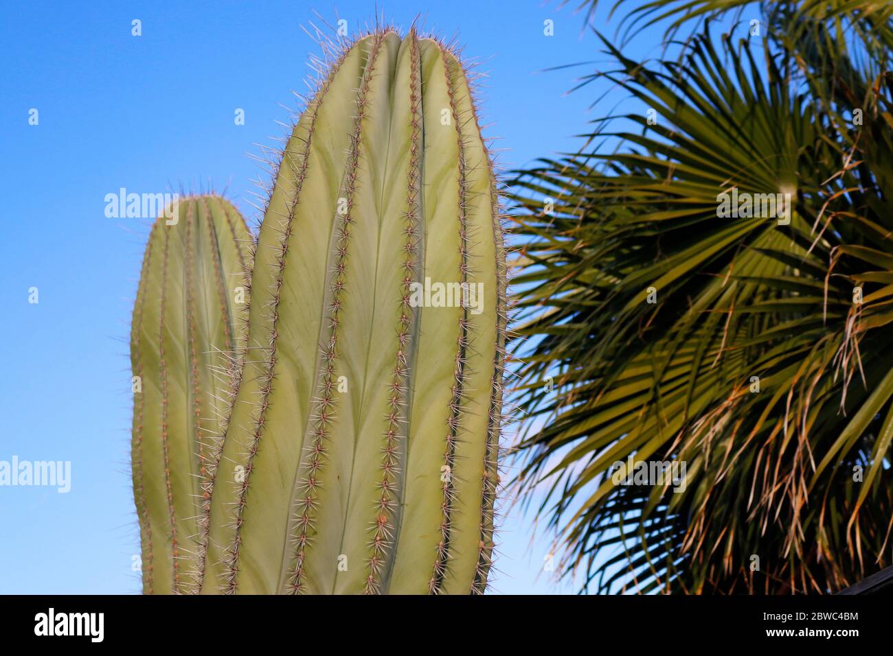 Kaktus, Caleta de Fuste, Fuerteventura, Kanarische Inseln, Spanien/ Fuerteventura, Canary Islands, Spain  (nur fuer redaktionelle Verwendung. Keine We Stock Photo