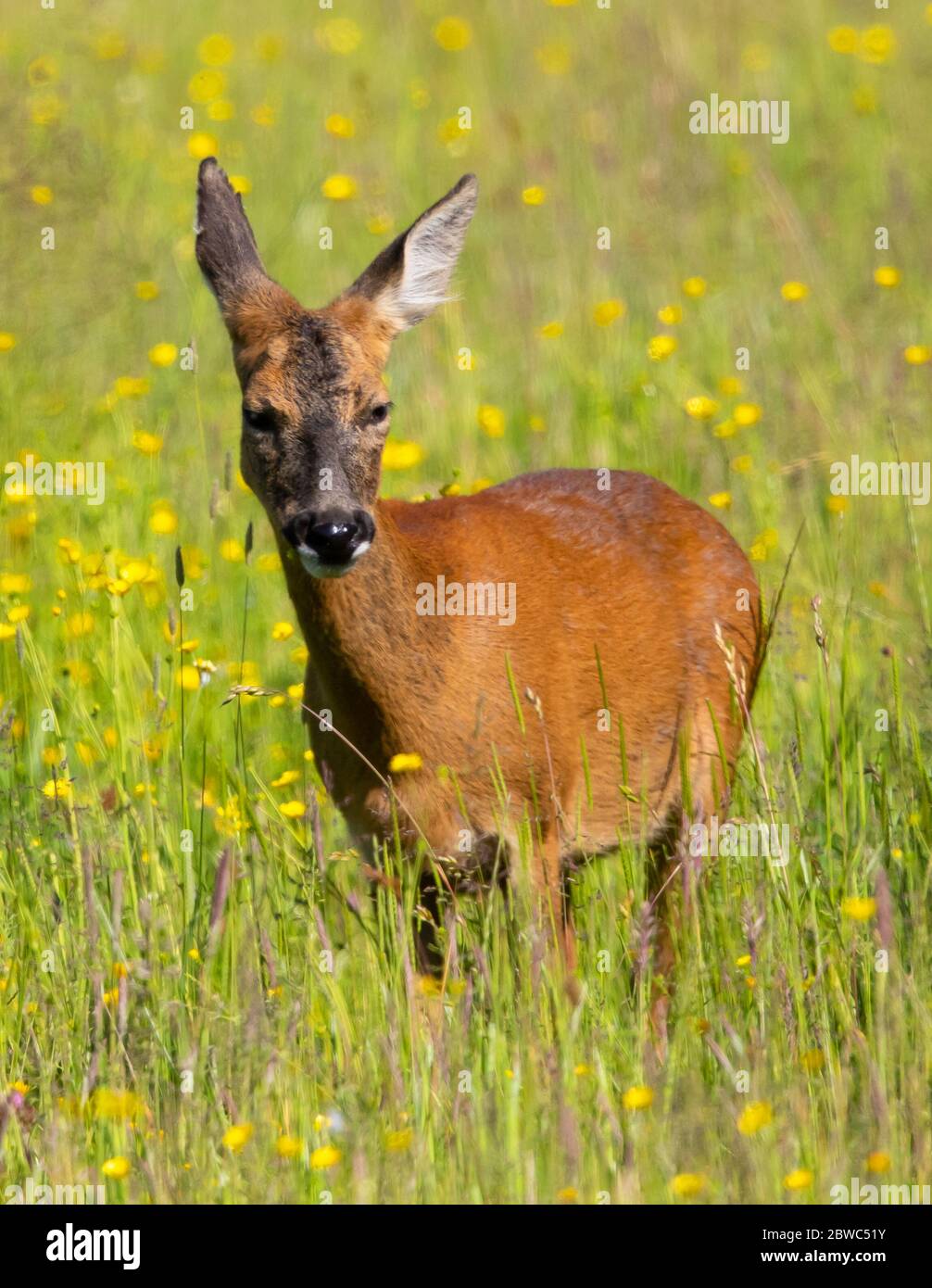 Roe deer female fawn uk hi-res stock photography and images - Alamy
