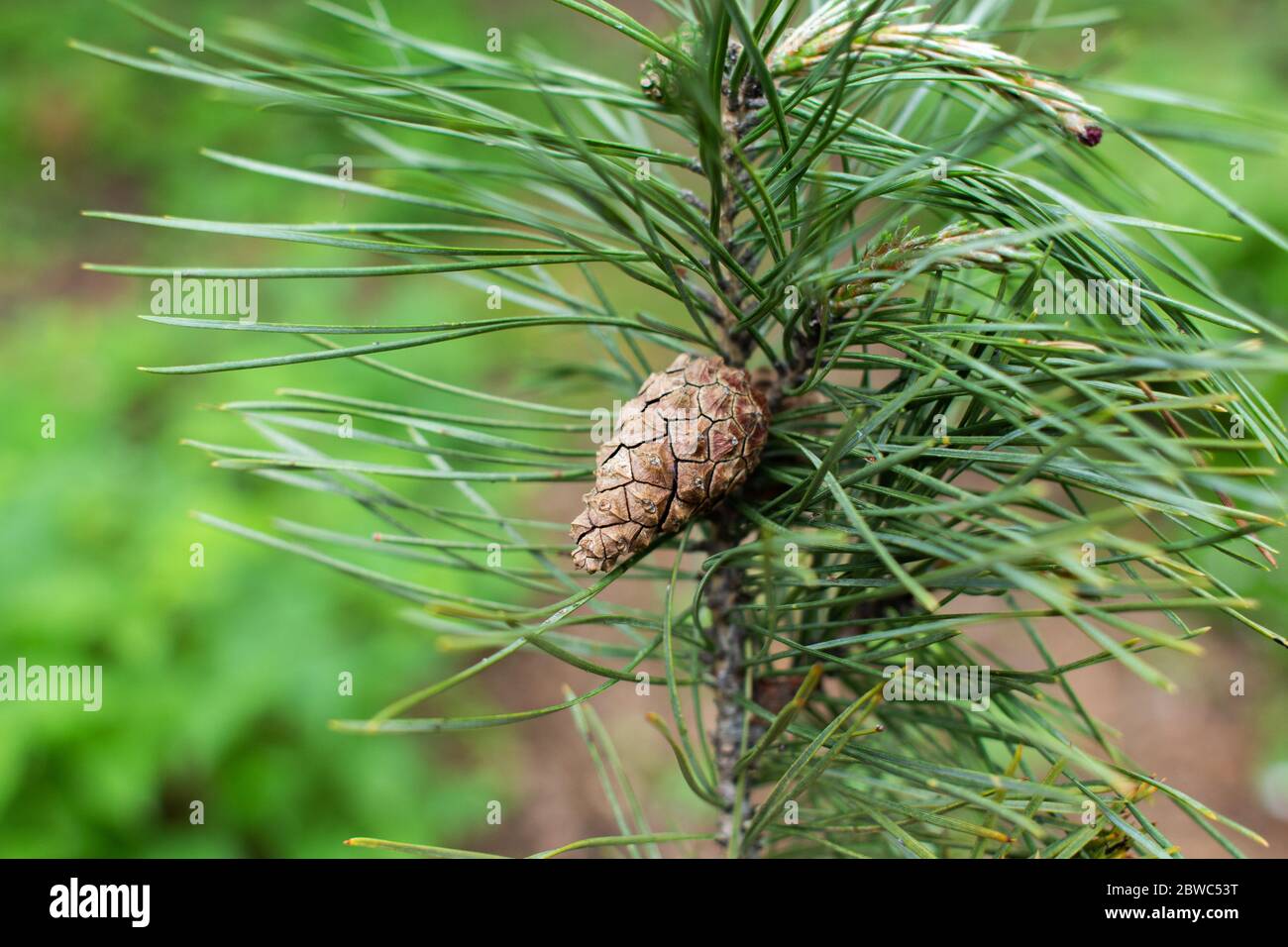 small cone on a pine tree closeup in forest Stock Photo - Alamy