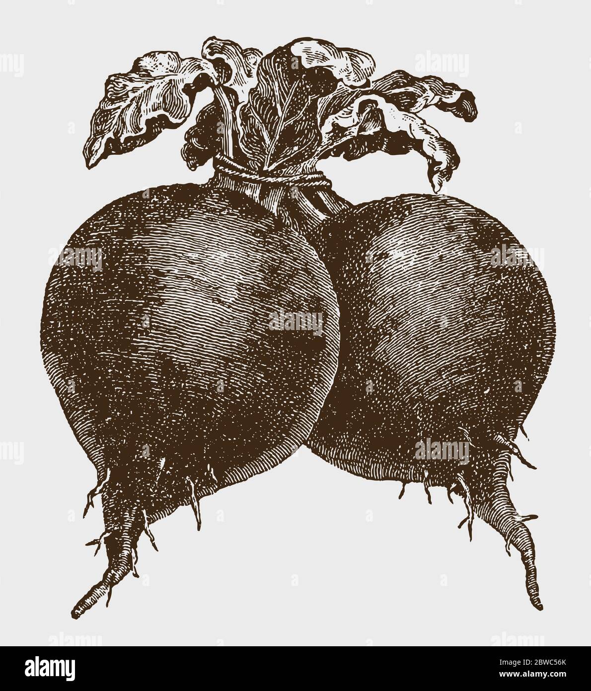 Bunch of two globular beets, after a historical engraving from the early 20th century Stock Vector