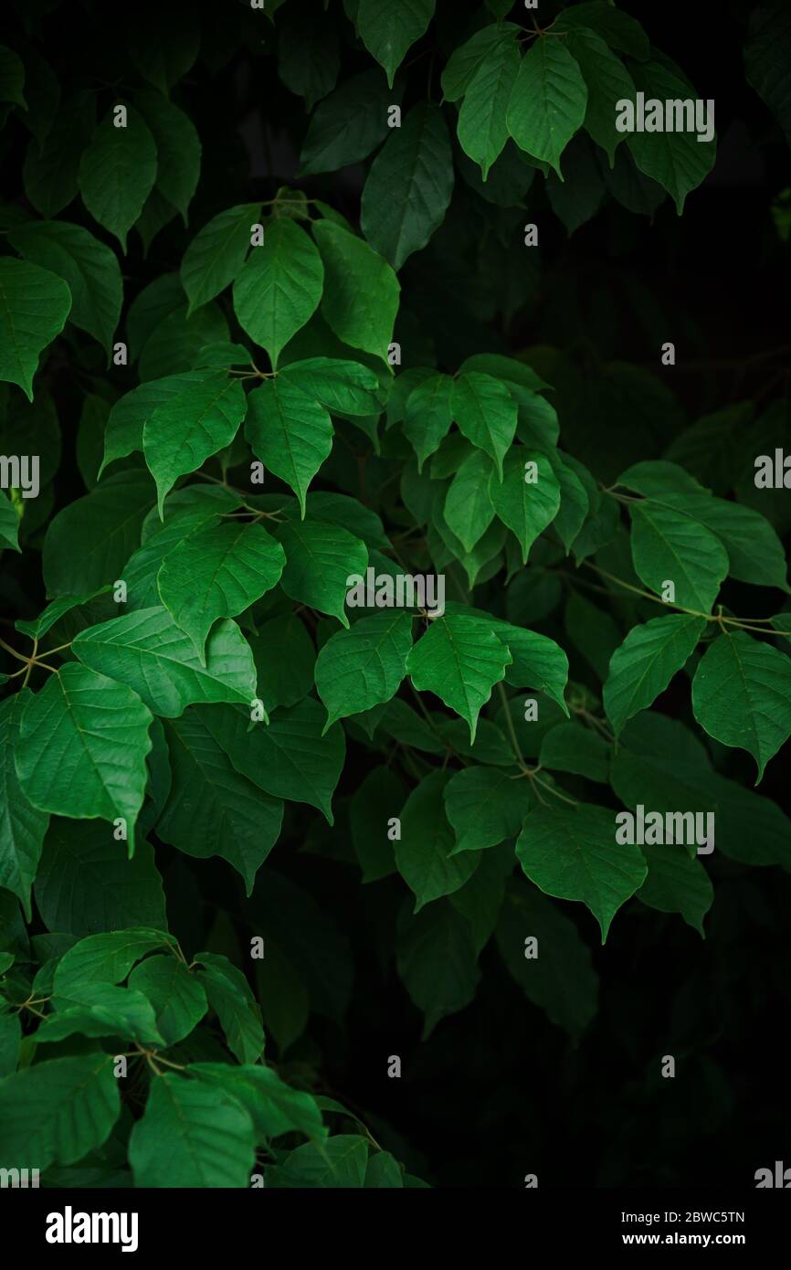 Fresh green leaves texture with dark background Stock Photo