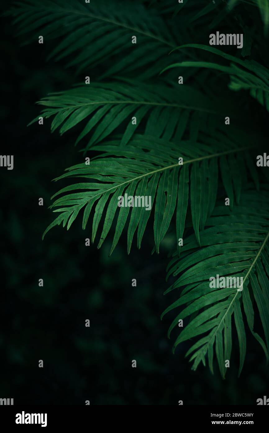 Wild tropical green leaves with dark green blur background Stock Photo